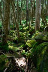Moss and virgin forest at Yachiho highlands in Sakuho town, Nagano, Japan