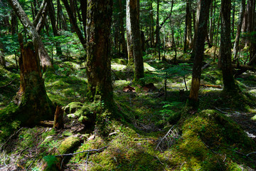 Obraz premium Moss and virgin forest at Yachiho highlands in Sakuho town, Nagano, Japan