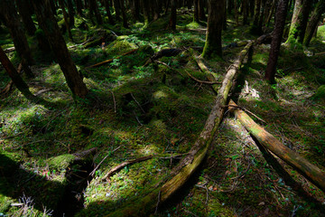 Moss and virgin forest at Yachiho highlands in Sakuho town, Nagano, Japan