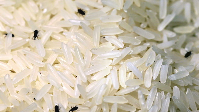 Weevil destroyed rice