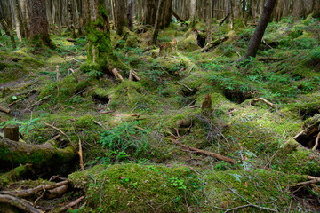 Moss and virgin forest at Yachiho highlands in Sakuho town, Nagano, Japan