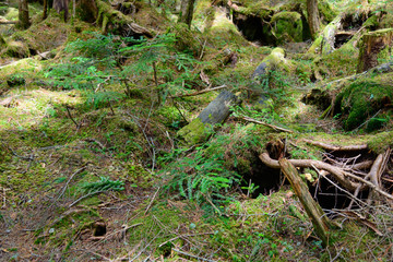 Moss and virgin forest at Yachiho highlands in Sakuho town, Nagano, Japan