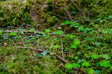 Moss and virgin forest at Yachiho highlands in Sakuho town, Nagano, Japan