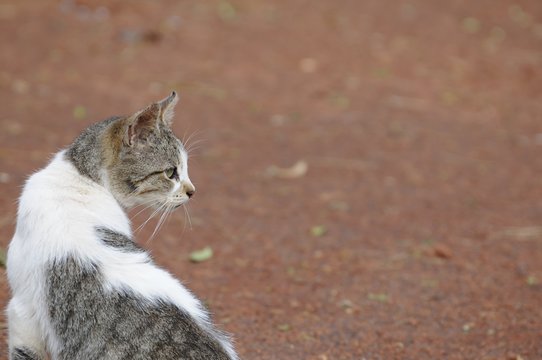 katze 16