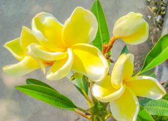 white frangipani tropical flower, plumeria flower blooming on tr