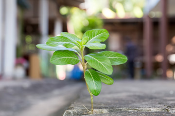 Plant growing through crack in pavement..