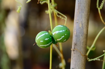 沖繩スズメウリ
