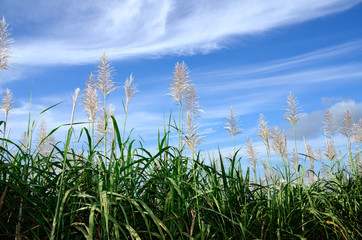 サトウキビの花