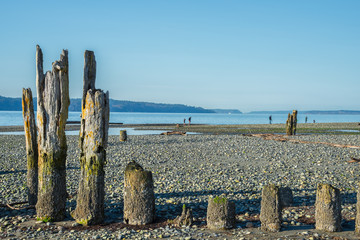 Old Pilings on Stony Beach at Low Tide. Copy space.