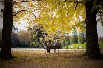 Grandparent in the Ginkgo Park