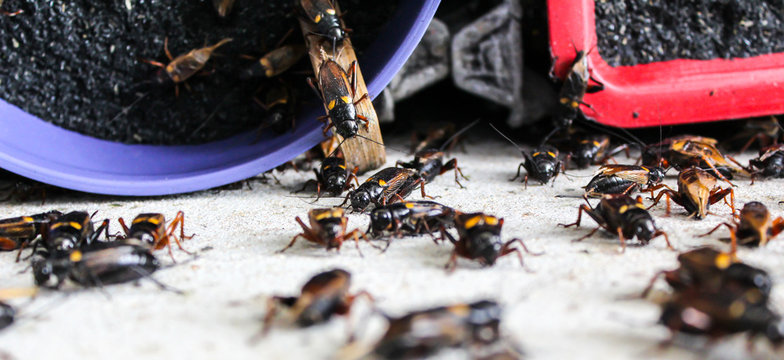 Crickets In Industrial Farm