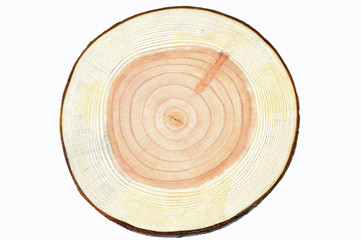 Cross section of the cedar tree