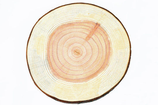 Cross Section Of The Cedar Tree