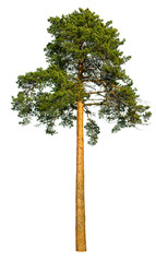 Tall pine tree. - 96931227