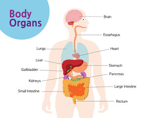 A picture of the organs in your body