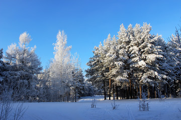 Frozen trees in cold day in the snowy winter forest