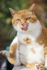 毛づくろいをする茶猫