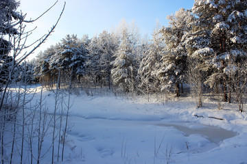Frozen trees in cold day in the snowy winter forest