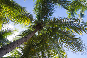 Underneath coconut palm