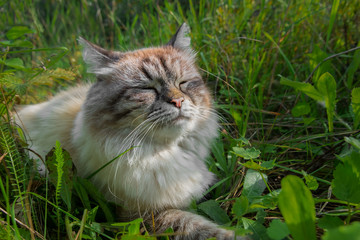 Naklejka na ściany i meble Sulfur cat blissfully basking in the sun in a green grass.