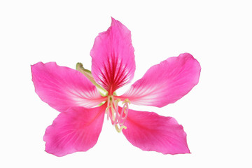 Pink Frangipani flower