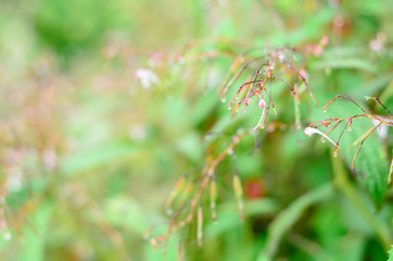 raindrops on fresh green leaves after rain fall