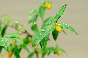 raindrops on fresh green leaves after rain fall