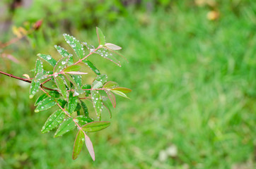 raindrops on fresh green leaves after rain fall