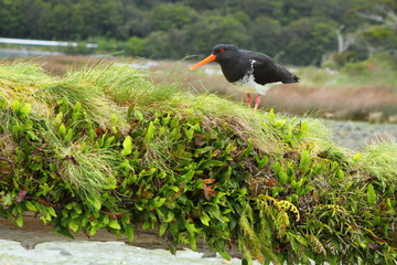Oystercatcher