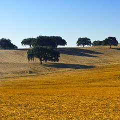 Fototapeta premium Pasture in Portugal
