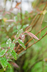 raindrops on fresh green leaves after rain fall