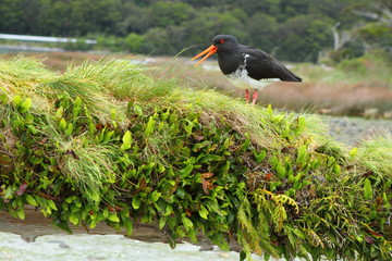 Oystercatcher