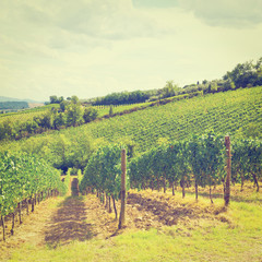 Fototapeta premium Vineyards