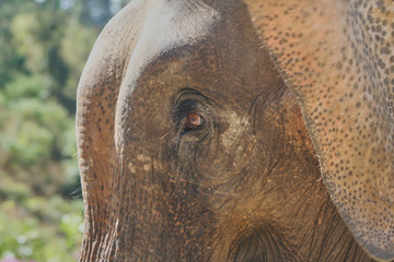 
Detail of the head of an elephant