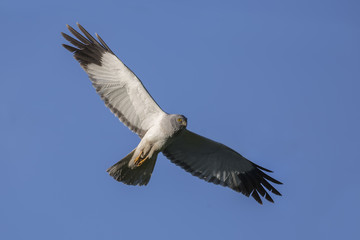 Obraz premium Northern Harrier