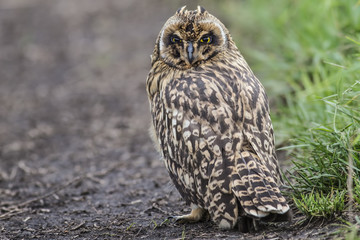 Short-eared Owl