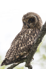 Short-eared Owl