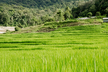 Fototapeta na wymiar green rice terraces in Thailand