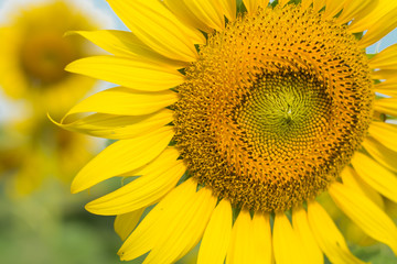 Obraz premium sunflower in morning