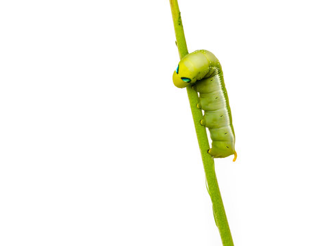 caterpillars.