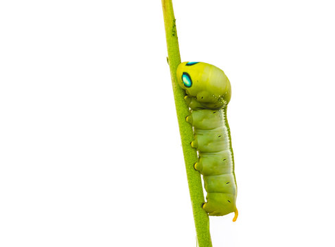 caterpillars.