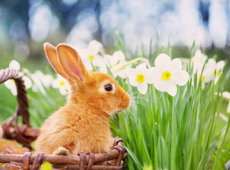 Little rabbit outdoors