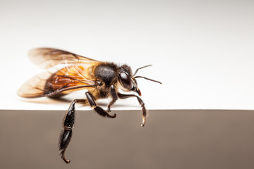 bee in close up