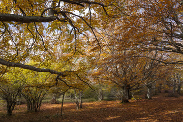 Foresta di faggi in autunno
