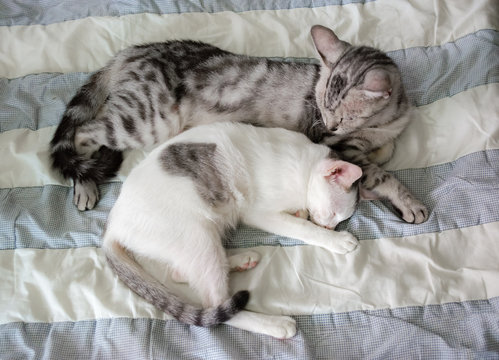 Two cute kitten sleeping on blanket