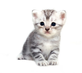 Cute American shorthair cat kitten