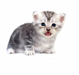 Cute American shorthair cat kitten