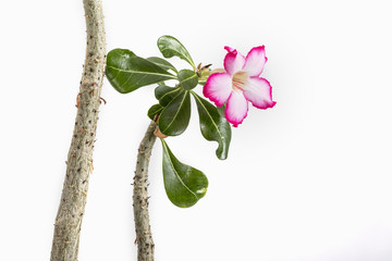 Adenium obesum is a species of flowering plant in the dogbane fa