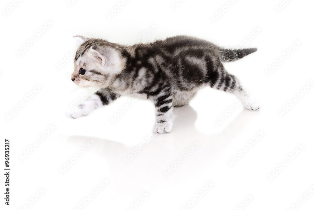 Canvas Prints Cute American shorthair cat kitten