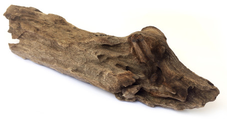 Bogwood over white background